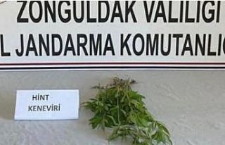 Jandarmadan kenevir baskını