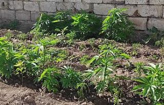 Jandarmadan kenevir operasyonu