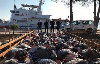 Kaçak avlanan 3 ton kalkan balığına Sahil Güvenlik...