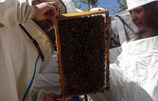 Kadın girişimcilerle arıcılık gelişiyor