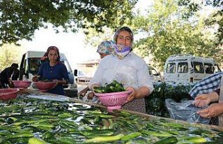 Kahramanmaraş’ta salatalıkta hasat bereketi
