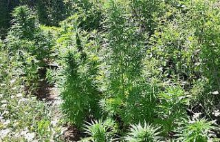 Kahramanmaraş’ta uyuşturucu operasyonu