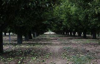Kaliteli üretim için fazla elmalar dalından kesiliyor