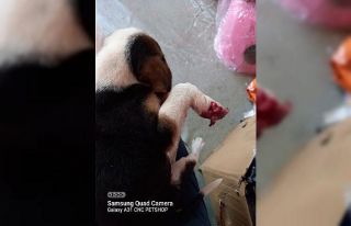 Kamyonetin çarptığı sevimli yavru köpek tedavi...