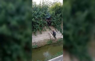 Kanala düşen koyunu itfaiye kurtardı