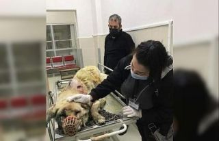 Kangal cinsi köpek baltalı saldırıya uğradı