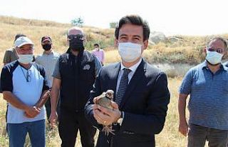 Kapadokya’da vadilere 850 adet keklik salındı