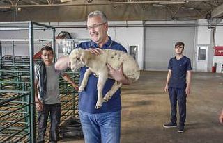 Karacabey Merinosu ırkının geleceği güvenli ellerde