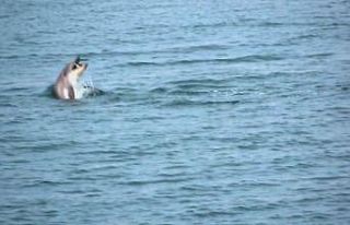 Karadeniz’de yunus şöleni