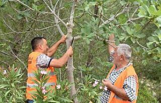 Karaisalı’da yabani incir ağaçları aşılanıyor