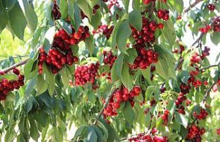 Karaman’dan Asya ve Avrupa ülkelerine kiraz ihracatı