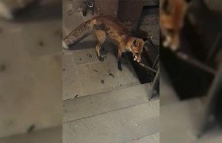 Karayolları bakımevine gelen tilkiyi her gün besliyor