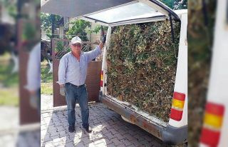 Karbasan’da papatya geçim kaynağı