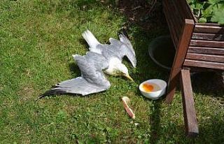 Kargaların saldırısına uğrayan martıyı vatandaşlar...