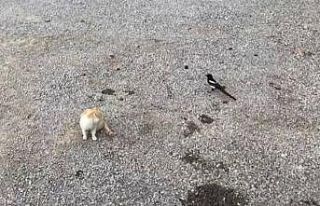 Karganın tehlikeli oyunu