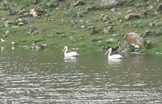 Kars’ta baraj gölünde kuş sesleri yükseliyor