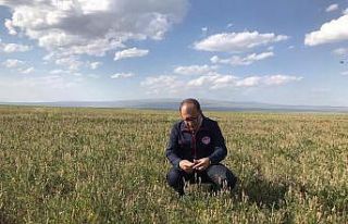 Kars’ta ekili tarlarda kontroller sürüyor