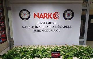 Kastamonu’da 46 kök kenevir bitkisi yakalandı