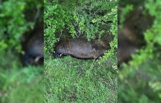 Kastamonu’da ayı, büyükbaş hayvanı telef etti