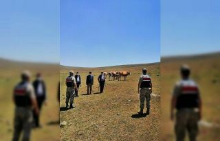 Kaybolan büyükbaş hayvanları jandarma buldu