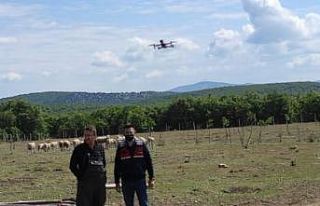 Kaybolan koyunlar drone ile bulundu