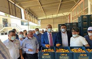 Kayısıda 150 bin ton rekolte bekleniyor