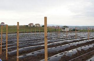Keçiören Belediyesi devasa yaz bostanı kurdu