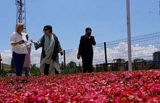 Keçiören’deki akıllı serada sebzeler ve çiçekler...