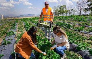 Keçiören’deki yaz bostanında turfanda mutluluğu