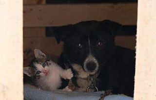 Kedi yavrularına bakıcılık yapan köpek yürekleri...