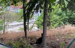 Kedinin kargalarla imtihanı