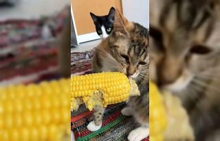 Kedinin mısır yediği anlar gülümsetti