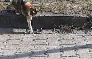 Kediyle yılanın kavgasında pes eden yılan oldu