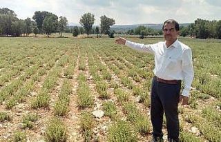 Kekiğin başkentini kuraklıktan etkilendi, rekolte...