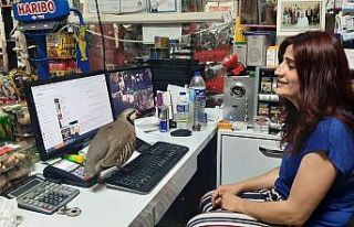 Kekliğin sahibine olan aşkı görenleri şaşırtıyor