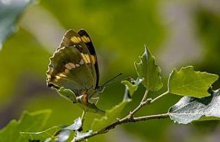 Kelebek gözlemcileri, ’Rose’ ve ’Şehzade’...