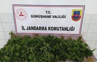 Kelkit’te ‘Kenevir’ operasyonu