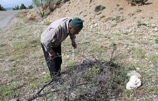 Kendini doğaya adayarak iki yılda 200 yabani meyveyi...