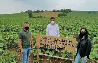 Kendisinden habersiz tarlasına ayçiçeği ekilen...