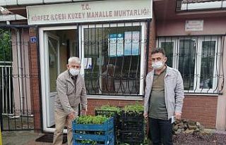 Kent merkezindeki muhtarlara fide dağıtımı