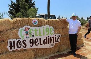 Kepez’de buğday hasatı sonrası boşalan topraklara...