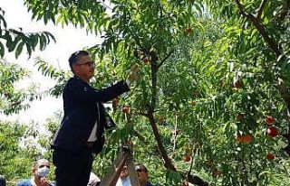 Kepsut’ta erken şeftali hasadı başladı