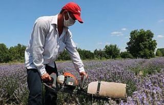 Kilosu 800 liradan satılan lavanta yağının hasadına...