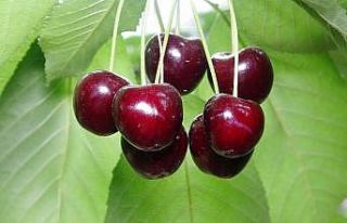 Kiraz köylülerin yüzünü güldürdü