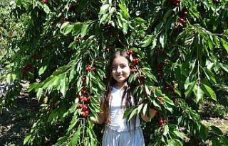 Kiraz üreticisi pazar için destek bekliyor