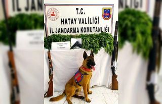 Kırıkhan’da bin 920 kök kenevir bitkisi ele geçirildi