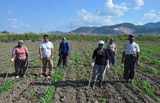 Kırkağaç kavununda ekim yapıldı, hasat ağustosta