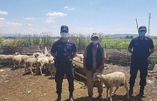 Kırkağaç’ta çalınan küçükbaş hayvanlar...