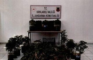 Kırklareli’nde 163 kök hint keneviri ele geçirildi