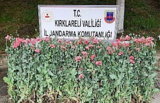 Kırklareli’nde izinsiz ekilen 159 kök haşhaş...